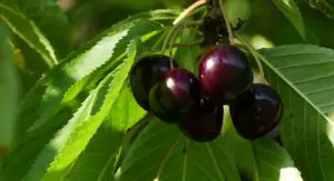 how to grow a dwarf cherry tree indoors