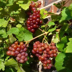 bunches of red grapes