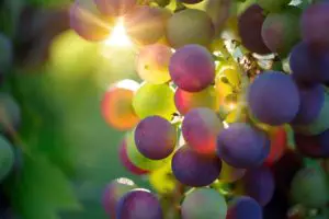 how much light do grapes require