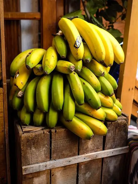 How To Easily Grow A Dwarf Banana Plant Indoors