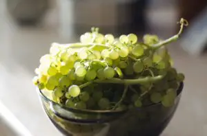picked green grapes
