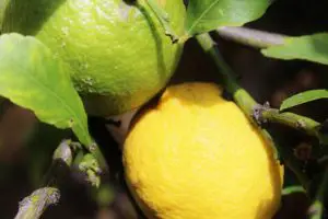 11 Varieties Of Lemon Tree For Sale Online