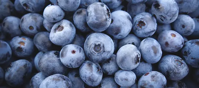 close up of blueberries