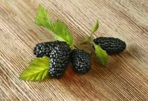 you can grow mulberries indoors