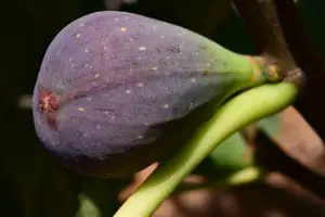 how to grow figs indoors