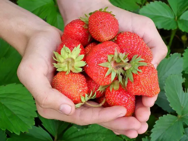 strawberries are a good choice for growing indoors