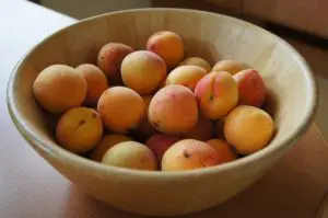 dwarf apricots grown indoors