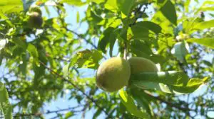 grow dwarf peach tree indoors