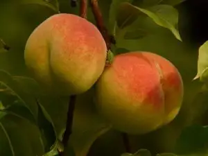 grow a peach tree indoors