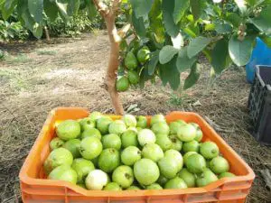 ripe guava in a box