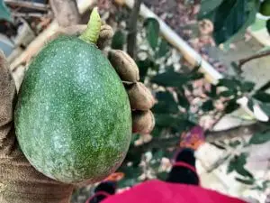harvested avocado