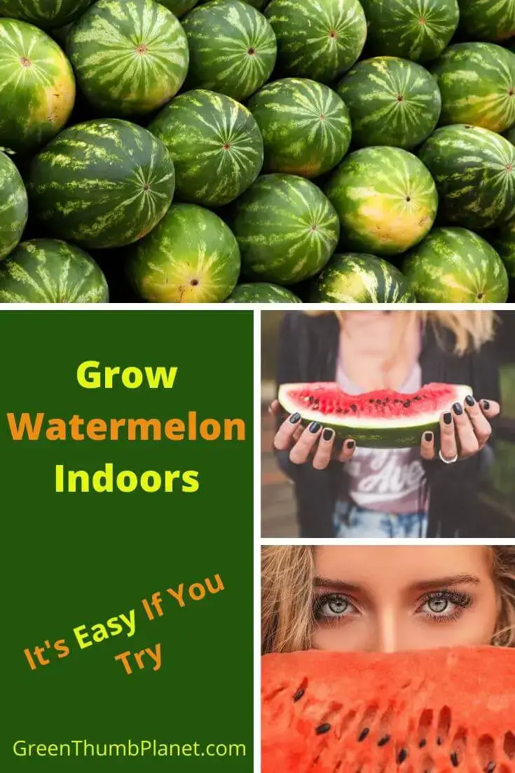 Grow Watermelons Indoors