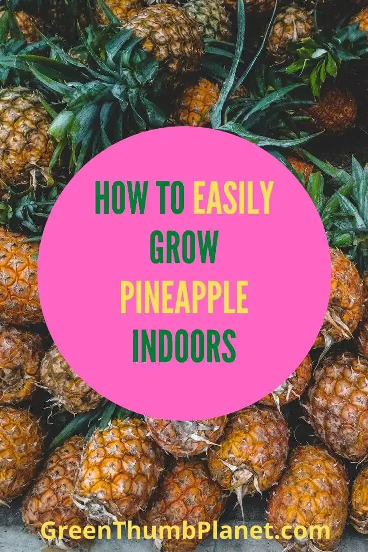 How To Easily Grow Pineapple Indoors