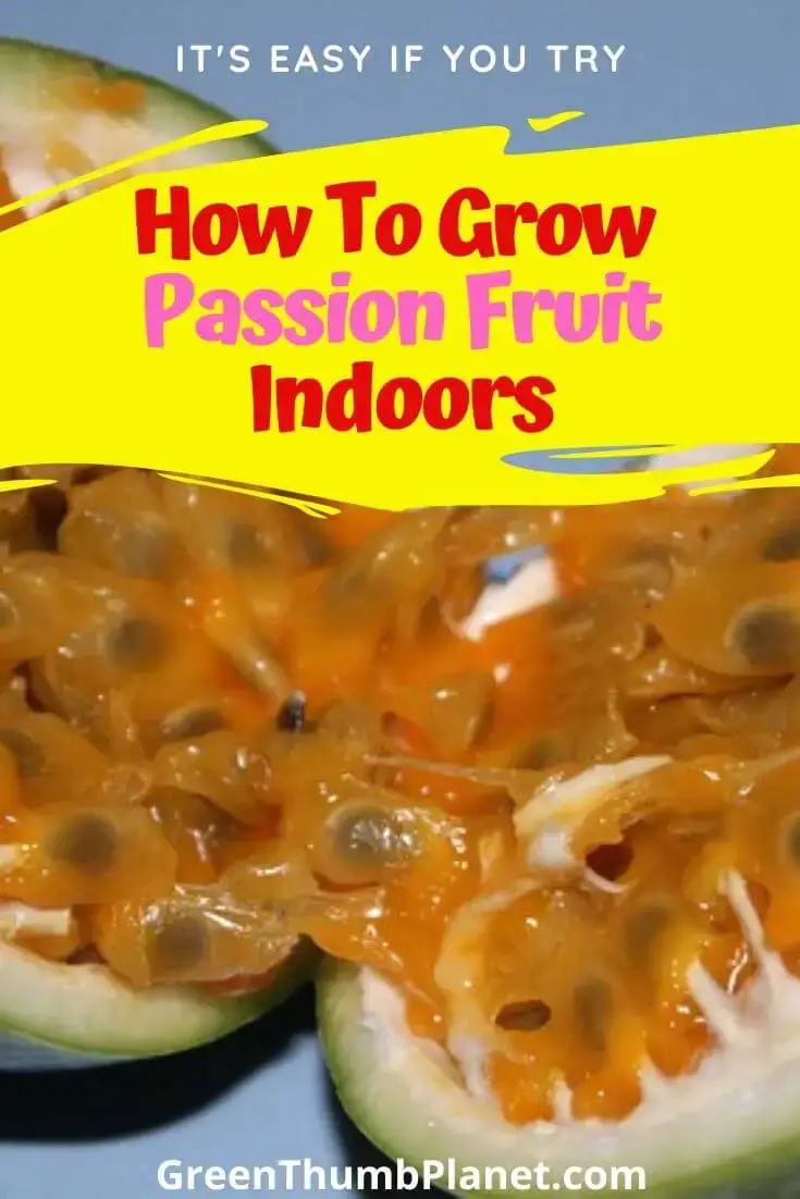 How To Grow Passion Fruit Indoors