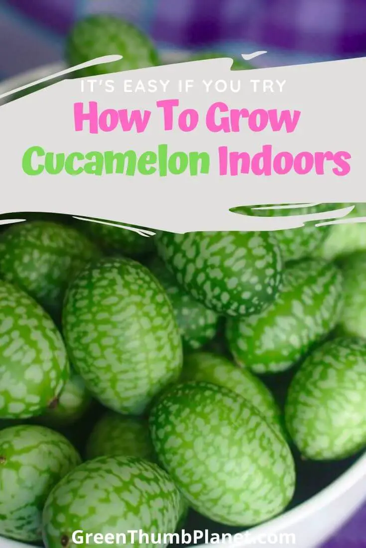 How To Grow Cucamelon Indoors