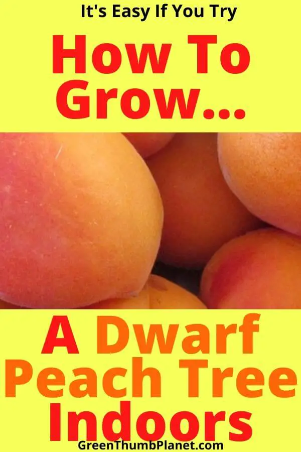 Grow A Dwarf Peach Tree Indoors
