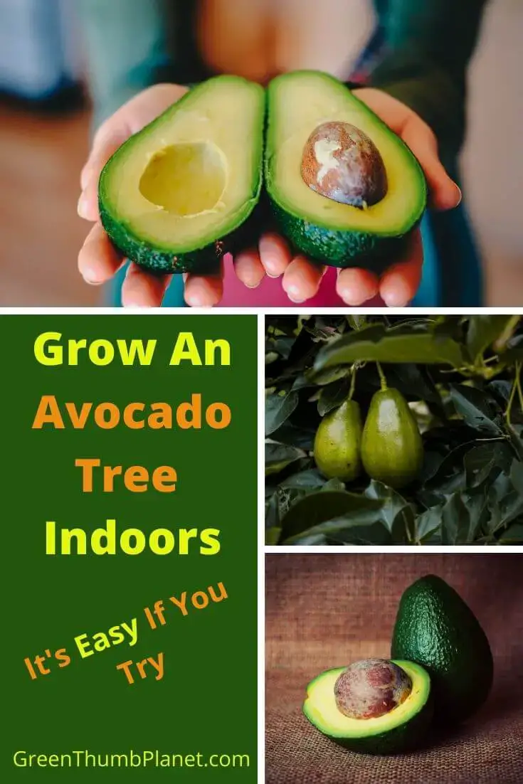 How To Grow Avocado Indoors