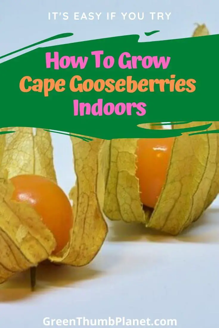 Grow Cape Gooseberries As A Houseplant