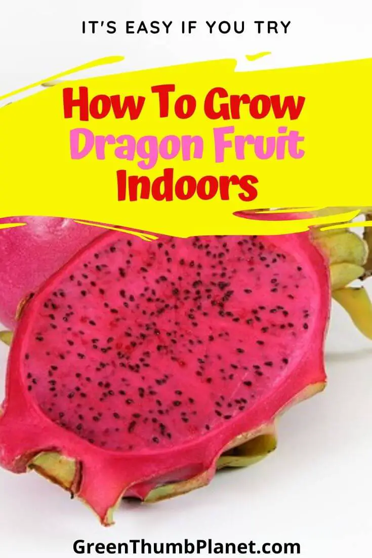 How To Grow Dragon Fruit Indoors