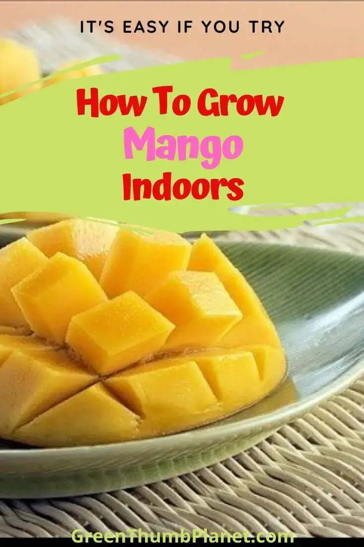 How To Grow A Mango Tree Indoors