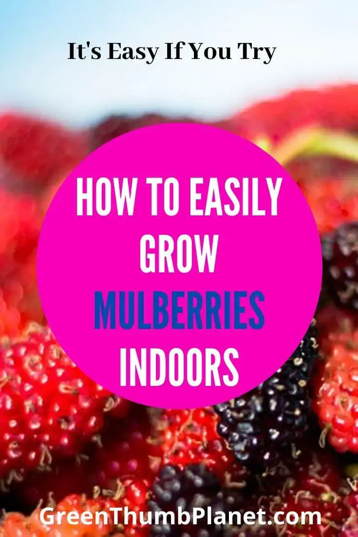 How To Grow Mulberries Indoors