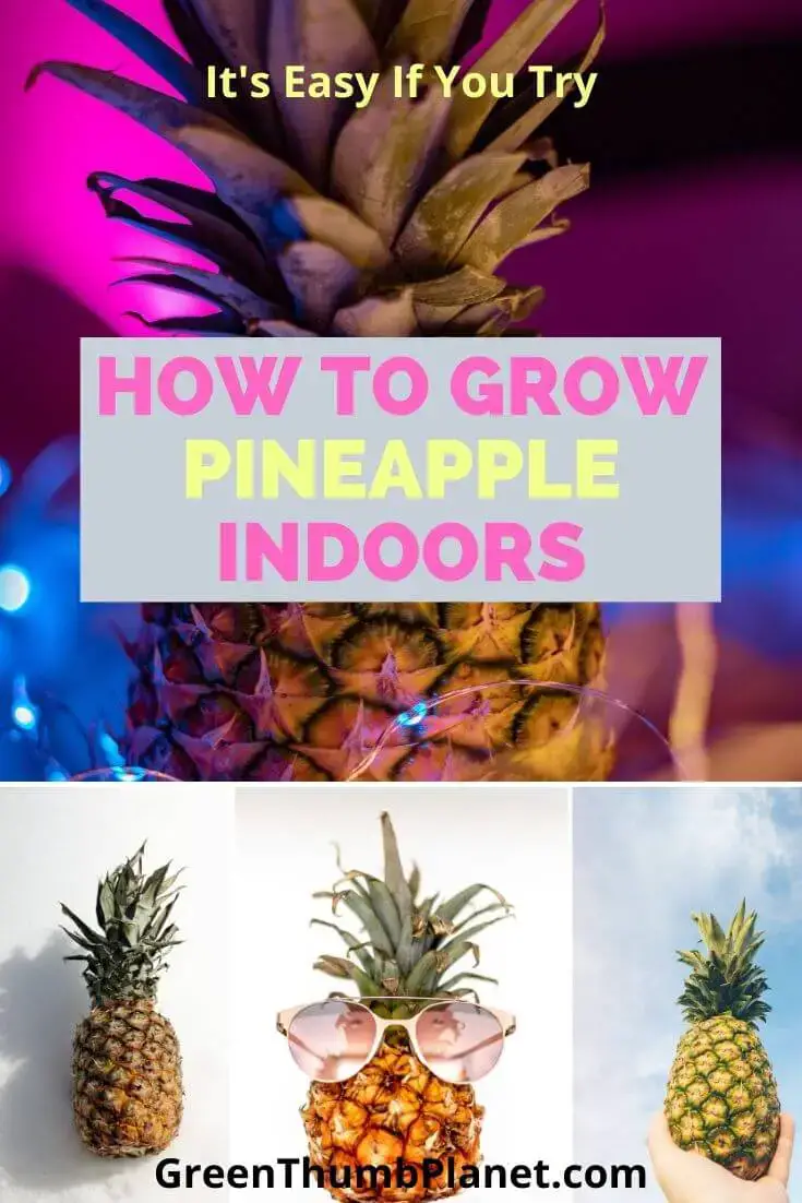 Easily Grow A Pineapple Houseplant