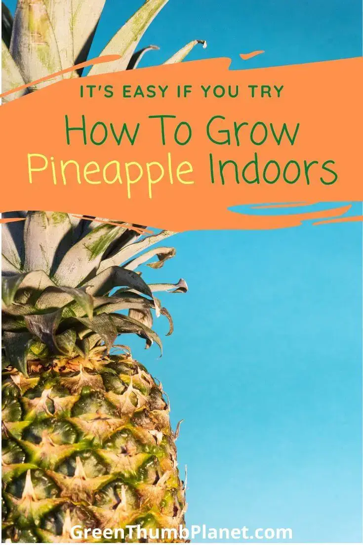 how to grow indoor pineapple