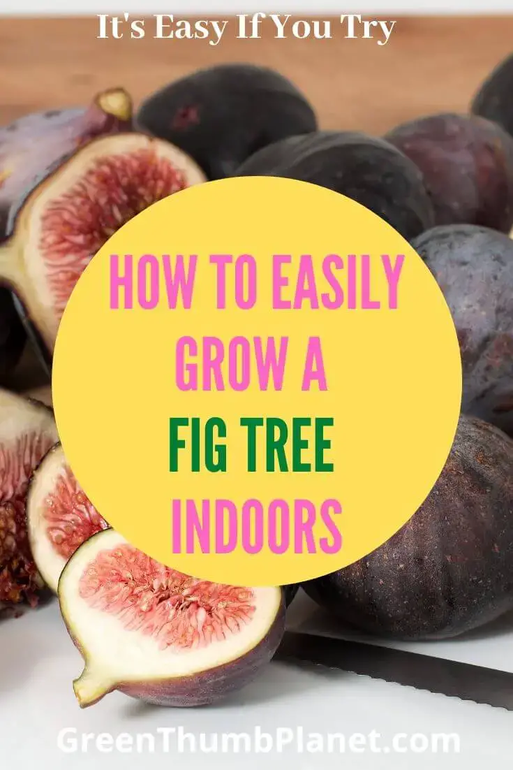 How To Grow A Fig Tree Indoors