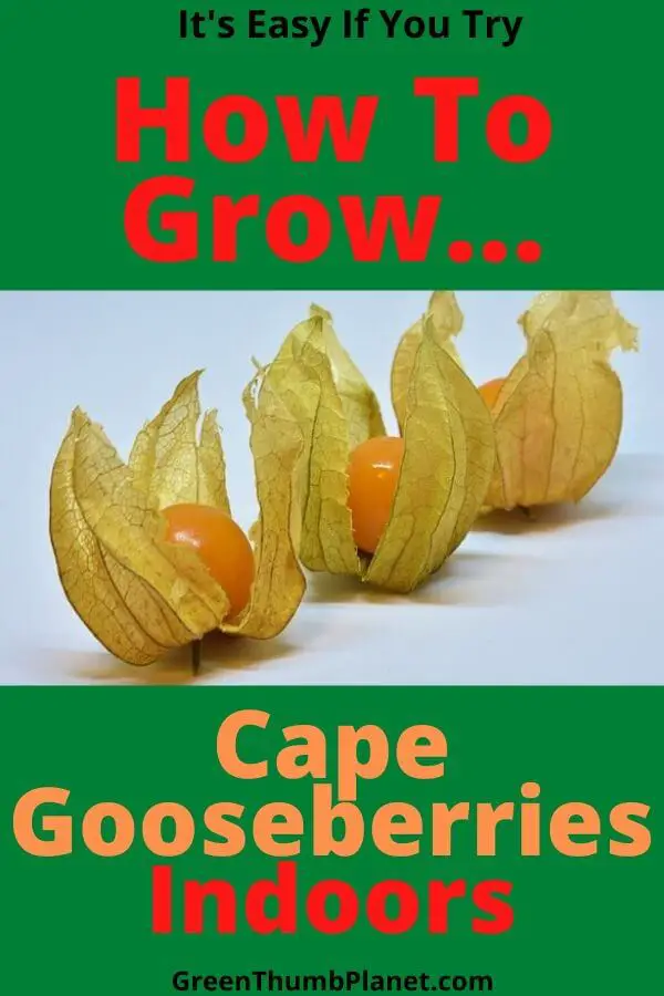 How To Grow Cape Gooseberries Indoors