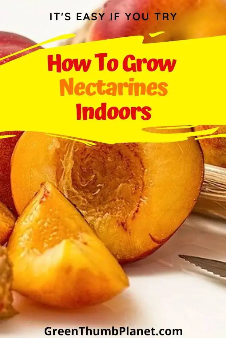 How To Grow Nectarines Indoors