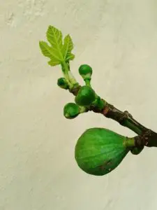 low light indoor fig tree