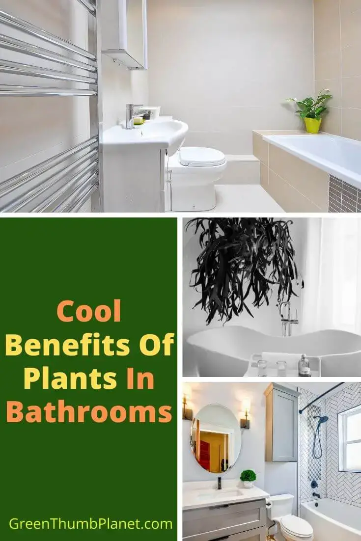Cool benefits Of Plants In Bathrooms