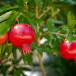 pomegranate tree for sale