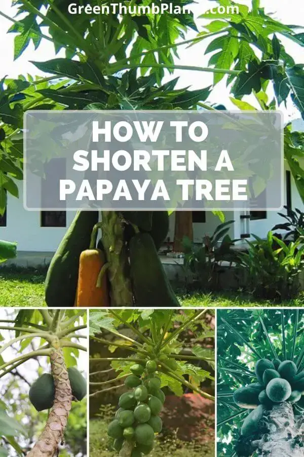 How To Keep A Papaya Tree Short
