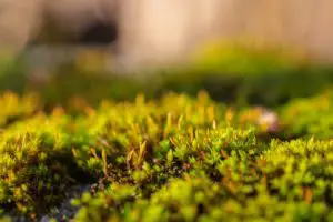 15 Things Moss In Your Lawn Indicates 