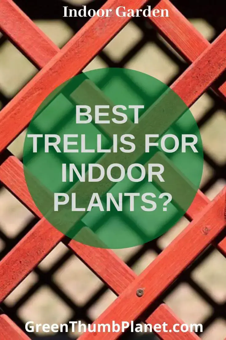 Best Trellis For Indoor Plants