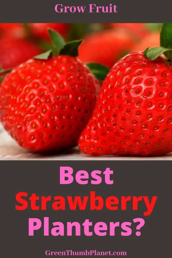 Best Strawberry Planters