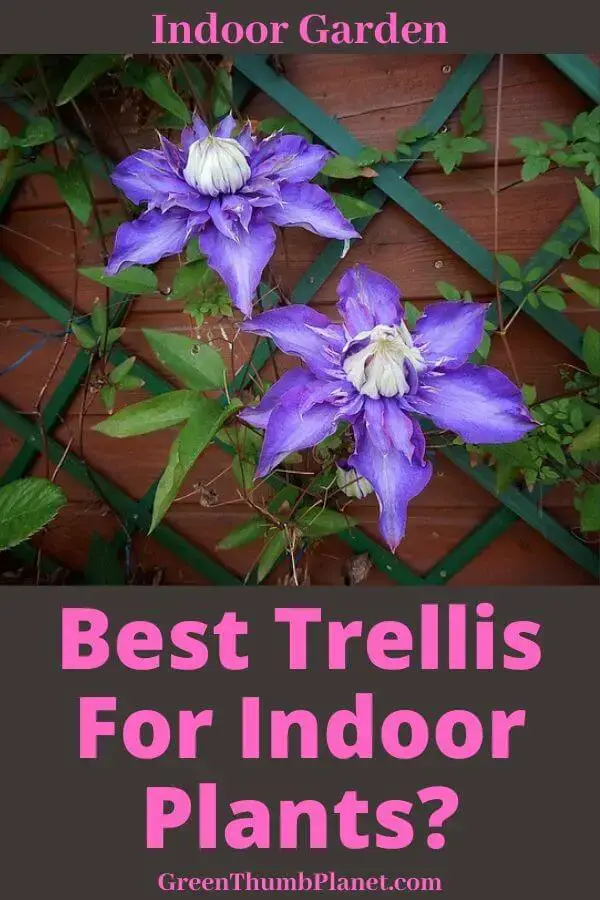 Best Trellis For Indoor Plants