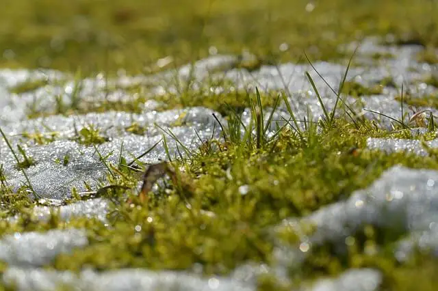 how to revive your grass after winter