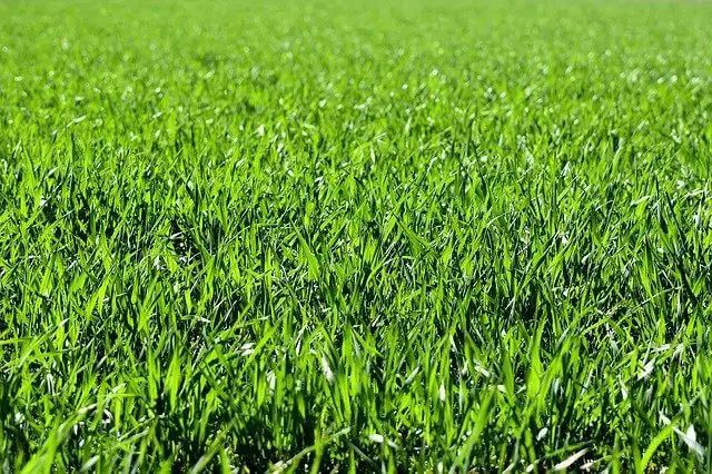 Ultimate Guide To Annual Ryegrass