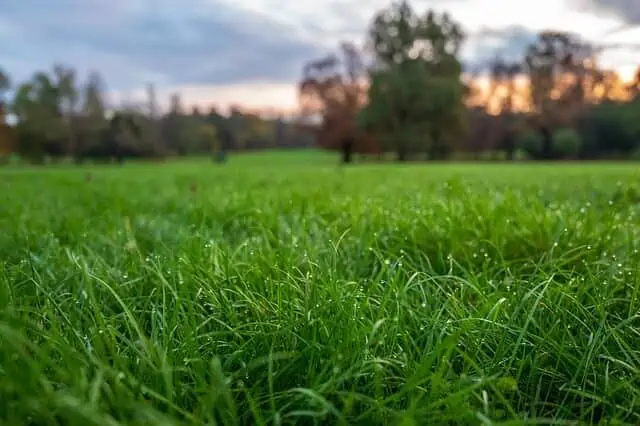 cool-season grass guide