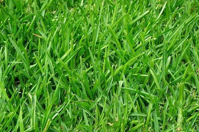 fescue cool season grass