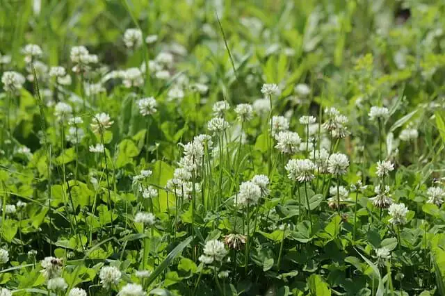clover flowers in grass