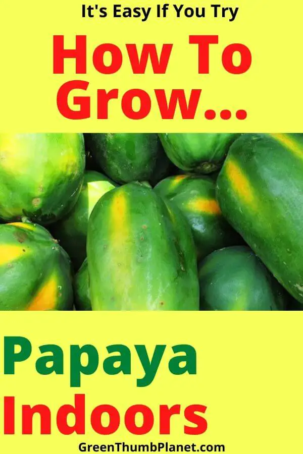 How To Grow Papaya Indoors