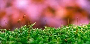 Eliminate Moss In Lawn? [Yes You Can]