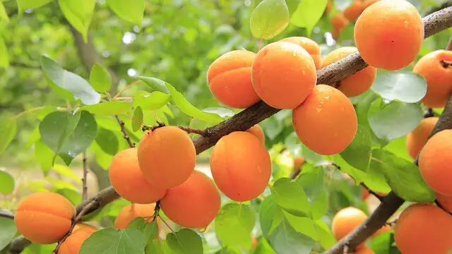 sunlight apricots need