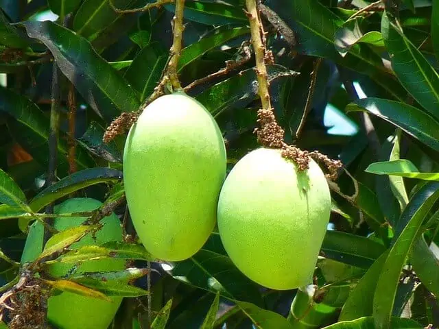 sunlight mango tree needs