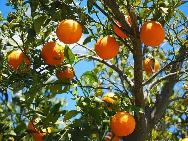 sunlight oranges need