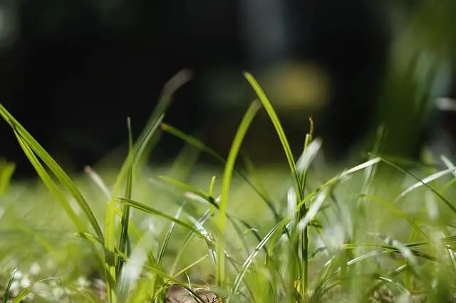 Remove Bermuda Grass In St. Augustine Lawn