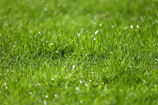fix a waterlogged lawn